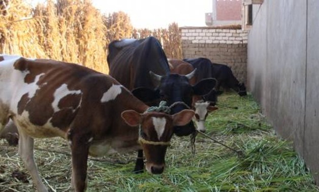الزراعة: صندوق التأمين على الماشية يصرف تعويضات 100% ويوفر خدمة طبية مجانية