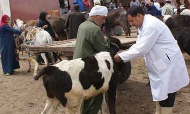 ننشر جدول تحصين الماشية ضد الحمى القلاعية بمطوبس كفر الشيخ