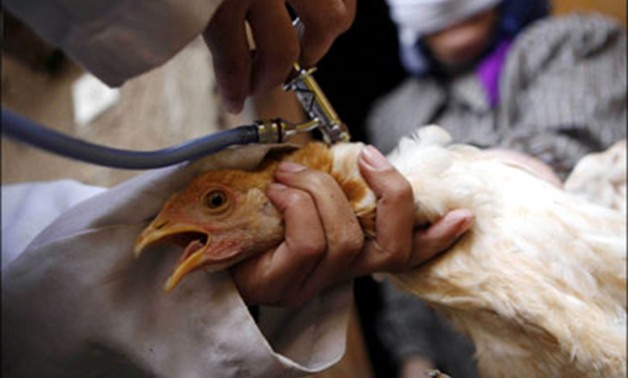 وكيل "زراعة البرلمان" يطالب الحكومة بعرض خطتها لمواجهة أنفلونزا الطيور