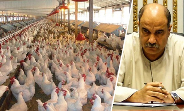 وداعا أنفلونزا الطيور.. وكيل "زراعة البرلمان" يطالب بنقل مزارع الدواجن خارج المناطق السكنية 