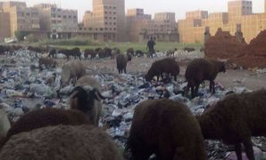 انتشار القمامة بشوارع شرق شبرا الخيمة 