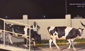 قطر تستورد الأبقار بالطائرات
