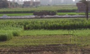 تبوير الأراضى الزراعية حول طريق شبرا ـ بنها الجديد