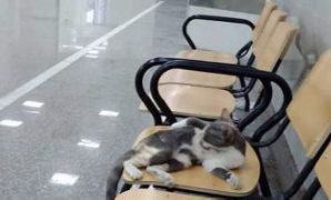 القطة بالمستشفى