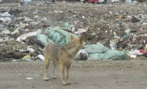 القمامة والكلاب والقاذورات تحاصر مناطق الزهور