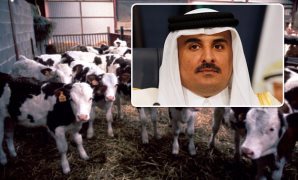 رهان البقر آخر أوراق قطر للخروج من الأزمة
