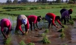 الفلاحون أثناء زراعة الأرز