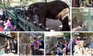 فيديو.. حديقة الحيوان بالجيزة: 32 آلاف زائر حتى الآن فى احتفالات شم النسيم