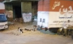 الكلاب الضالة بميدان عبده باشا