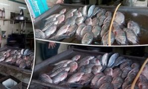 المشروعات القومية تخفض أسعار السمك