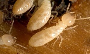 تفاصيل خطة الزراعة لمواجهة "النمل الأبيض"