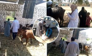 تكثيف حملات تحصين الماشية ضد الحمى القلاعية 