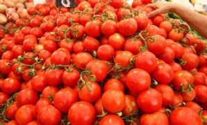 الطماطم - ارشيفية 
