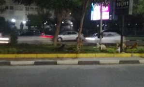 الكلاب الضالة بشارع مكرم عبيد فى مدينة نصر