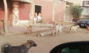 انتشار الكلاب الضالة بشوارع صقر قريش فى مدينة نصر