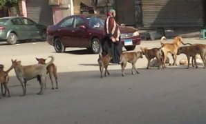 انتشار الكلاب الضالة بشوارع مصر الجديدة