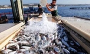 القانون يحظر على المراكب الأجنبية الصيد بالمياه الإقليمية