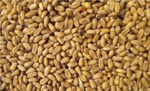 حبوب القمح - ارشيفية 