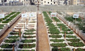 "مستقبل وطن" ينظم دورة مجانية عن مشروع زراعة أسطح المنازل بمدينة نصر ثالث