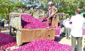 الهند تحظر تصدير البصل