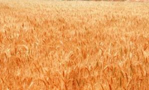 القمح يشعل الجدل فى أوروبا