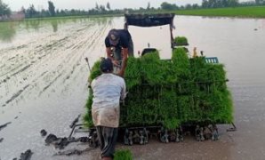 طلب إحاطة بالبرلمان لمنع فلاحى كفر الزيات بالغربية من زراعة الأرز