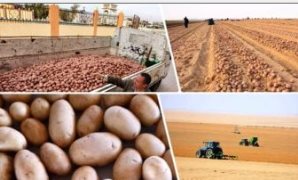 أمين شباب "الإصلاح والنهضة": انتخابات المجالس المحلية خطوة محورية نحو استكمال البناء المؤسسي