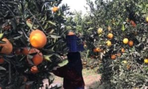 من خير بلدنا.. صادرات مصر الزراعية تكسر رقما قياسيا.. والموالح فى المقدمة