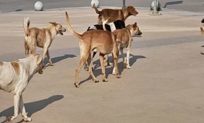 ائتلاف نزاهة: الانتخابات البرلمانية خرجت بمنتهى الحسم والتنظيم