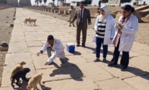 منى خليل تطالب بحلول علمية لمواجهة الكلاب الضالة بعيدا عن السم والقنص