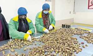 بعد ارتفاع أسعار المعدن الثمين.. أسواق الذهب تحت رادار الأجهزة الرقابية للتصدي لأى تلاعب في أعيرة المشغولات الذهبية والأوزان.. وإقبال كبير على السبائك والجنيهات بنسبة 90% من حركة البيع