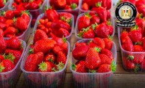 النائبة سحر صدقى: مصر تلعب دورا محوريا في دعم مسارات التهدئة بمناطق النزاع