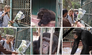 ناشطة تقدم العزاء لعائلة الشمبانزى