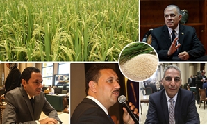 النواب وقواعد زراعة "الأرز"
