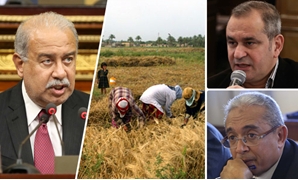 "الإرادة المصرية": الفساد دمر القمح