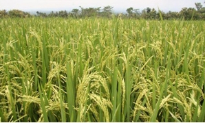 زراعة الأرز – أرشيفية
