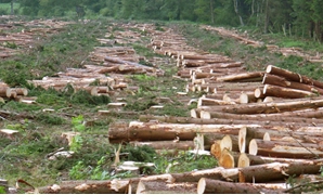  قطع أشجار غابات
