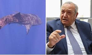  النائب محمد عبده وسمكة القرش
