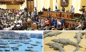 مصر تصدر التماسيح 2020 